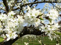 11 Cerisiers en fleurs dans l&#39;Ortenau Mösbach 10 04 2016 30